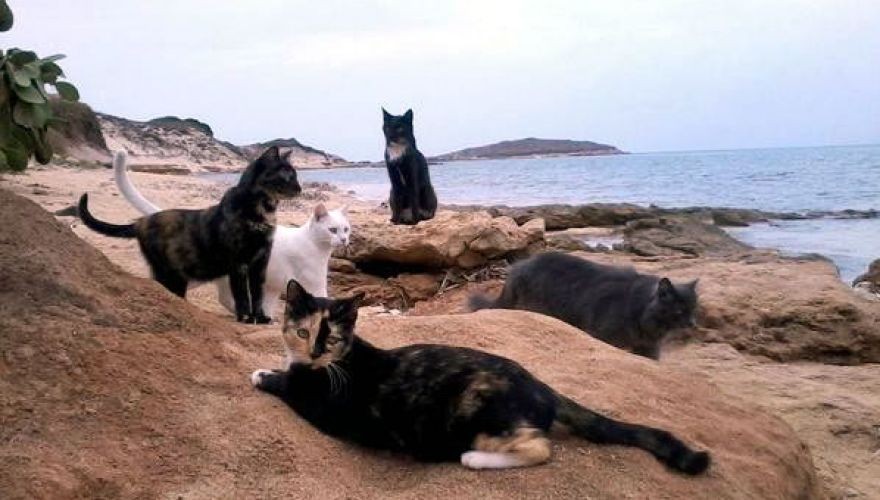 Hoy Había Cuatro Gatos En La Playa 1/1
